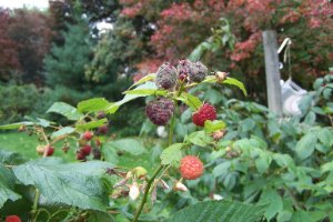 Bramble Pests - The OTHER top 5